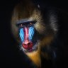 Dr. Mandrill Balanitis