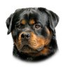 StuDog